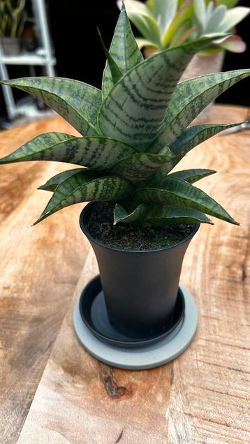 Sansevieria Sansian Moto Green beschikbaar voor biedingen