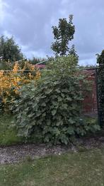Vijgen boom, Ophalen of Verzenden, Volle zon, Overige soorten, Minder dan 100 cm