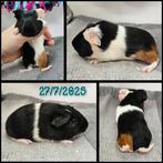 Cavia beertje, Dieren en Toebehoren, Cavia, Mannelijk, Juli, Tam