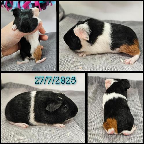 Cavia beertje, Dieren en Toebehoren, Knaagdieren, Mannelijk, Cavia, Juli, Tam