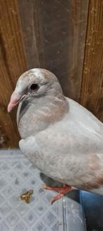 Prachtig koppeltje., Meerdere dieren, Postduif