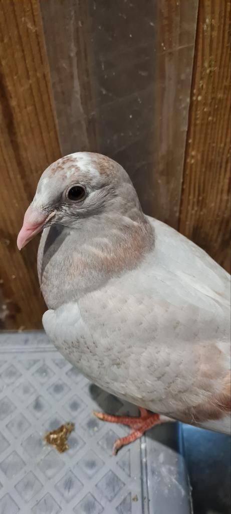 Prachtig koppeltje., Dieren en Toebehoren, Vogels | Duiven, Postduif, Meerdere dieren