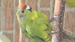 Kakeriki pop, Dieren en Toebehoren, Vogels | Overige Vogels, Vrouwelijk, Tropenvogel