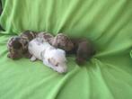 Mooie kleine teckel kaninchen pups, Dieren en Toebehoren, Honden | Teckels en Dashonden, Kaninchen, CDV (hondenziekte), 8 tot 15 weken