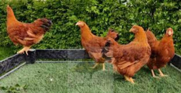 New Hampshire kippen., Dieren en Toebehoren, Pluimvee, Kip, Vrouwelijk