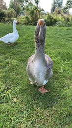 broedeieren of consumptie eieren van dewlap Toulouse gans, Dieren en Toebehoren, Pluimvee, Geslacht onbekend, Gans of Zwaan