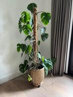 Gatenplant op mosstok (Monstera Pertusum) 120 cm hoog, Ophalen, In pot, Halfschaduw