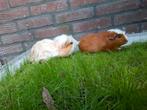Cavia's compleet met hok en toebehoren, Ophalen, Kooi, 110 cm of meer, Zo goed als nieuw