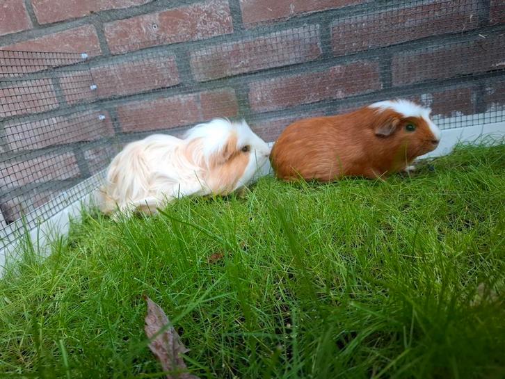 Cavia's compleet met hok en toebehoren, Dieren en Toebehoren, Knaagdieren en Konijnen | Hokken en Kooien, Zo goed als nieuw, Kooi