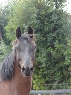 Lieve 7 jarige ruin, Dieren en Toebehoren, Paarden, Gechipt, Ruin, Dressuurpaard, L