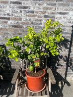 Mooie citrus citroenboom op stam in pot aangeboden!!!, Ophalen, Minder dan 100 cm, Volle zon, In pot