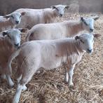 Schaap schapen dekrammen dekram, Dieren en Toebehoren, Schapen, Geiten en Varkens, Mannelijk, Schaap