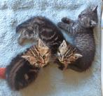 2 lieve raszuivere  brits korthaar kittens 2x geent met chip, Dieren en Toebehoren, Meerdere dieren, Gechipt, 0 tot 2 jaar