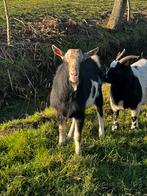 Dekbok te koop, Dieren en Toebehoren, Schapen, Geiten en Varkens, Meerdere dieren, Schaap