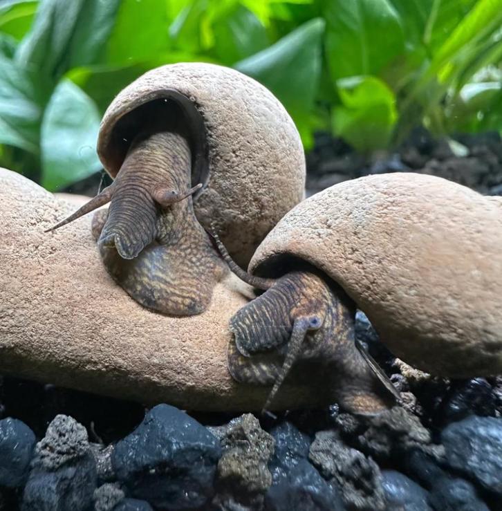Tylomelania Choco rabbit snail, Dieren en Toebehoren, Vissen | Aquariumvissen, Zoetwatervis, Slak of Weekdier