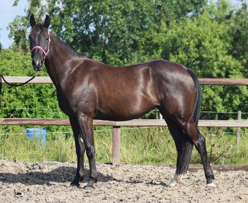 luxe 5 jarige draver merrie, Dieren en Toebehoren, Paarden, Merrie, Minder dan 160 cm, 3 tot 6 jaar, Recreatiepaard, Met stamboom