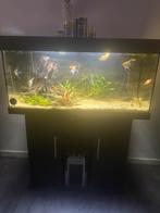 Juwel meter aquarium met vissen en toebehoren, Dieren en Toebehoren, Ophalen, Zo goed als nieuw, Gevuld zoetwateraquarium