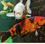 Koi karpers, Dieren en Toebehoren, Vissen | Vijvervissen, Karper of Koi