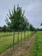 Pruim / Pruimenboom |  Prunus domestica 'Reine Claude d'Oull, Lente, Volle zon, Ophalen