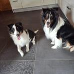 Sheltie Shetland Sheepdog, Particulier, Rabiës (hondsdolheid), 15 weken tot 1 jaar, Reu