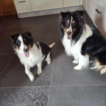 Sheltie Shetland Sheepdog  beschikbaar voor biedingen
