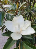 Magnolia grandiflora Alta (TMGH'pbr) / wintergroene Magnolia, Tuin en Terras, Planten | Bomen, In pot, Zomer, Volle zon, 400 cm of meer