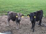 2 dahomey stiertjes, Dieren en Toebehoren, Runderen, Mannelijk, 0 tot 2 jaar