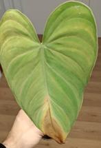 Philodendron splendid, Huis en Inrichting, Kamerplanten, Ophalen of Verzenden, Halfschaduw, Minder dan 100 cm