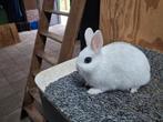 Kleurdwerg hotot, Dieren en Toebehoren, Konijnen, Mannelijk, Dwerg