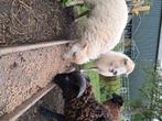 2 Ouessant schaapjes, ooi & ram, Dieren en Toebehoren, Meerdere dieren