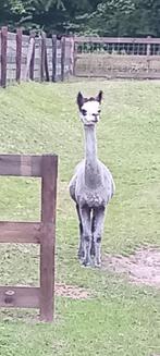 Twee alpaca' merries, Dieren en Toebehoren, Mei, Vrouwelijk