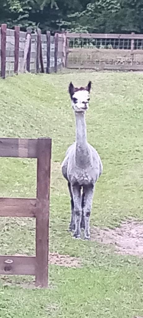Twee alpaca' merries, Dieren en Toebehoren, Overige Dieren, Vrouwelijk, Mei