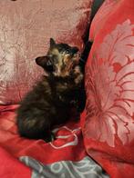 Halfraskittens. Nu 9 weken SibeerXBritse Korthaar, Meerdere dieren, Kortharig, 0 tot 2 jaar