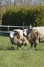 2 leuke rammetjes, Schaap, Mannelijk, 0 tot 2 jaar