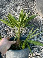 Mooie hobbygekweekte palmbomen, Tuin en Terras, Planten | Bomen, Ophalen, Zomer, Volle zon, Palmboom