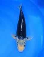 Kumonryu / Hageshiro 45-48 cm Sansai, Karper of Koi