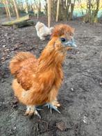 Zijdehoen USA haan, Dieren en Toebehoren, Pluimvee, Mannelijk, Kip