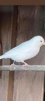 Witte kanarie, Vrouwelijk, Kleurkanarie