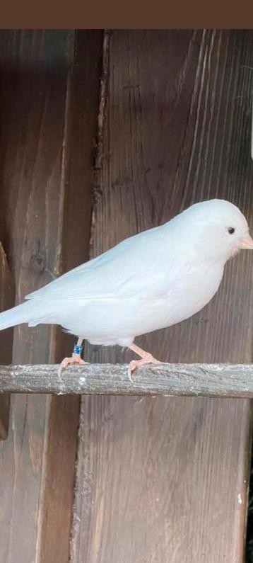 Witte kanarie  beschikbaar voor biedingen