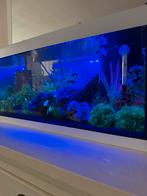 Tetra aquarium compleet, zo goed als nieuw!, Dieren en Toebehoren, Ophalen, Zo goed als nieuw, Gevuld zoetwateraquarium