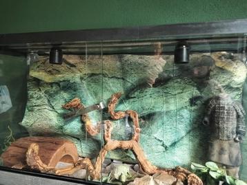Terrarium  beschikbaar voor biedingen
