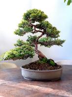 bonsai Taxus Moyogi, Tuin en Terras, Planten | Bomen, In pot, Overige soorten, Ophalen