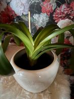 Clivia kamerplant in pot, Ophalen, Overige soorten, Halfschaduw, Minder dan 100 cm