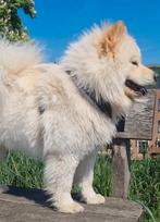 Samojeed x chowchow, Dieren en Toebehoren, Honden | Poolhonden, Keeshonden en Oertypen, Overige rassen, 1 tot 2 jaar, Teef, Eén hond