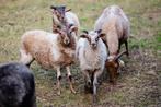 1 Drentse heideschaap ram (lam van maart ‘25), Dieren en Toebehoren, Schapen, Geiten en Varkens, Meerdere dieren, Schaap
