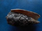 Schelpen: Conus striatus L. f++f+++ 80mm, Verzenden, Schelp(en)