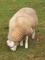 engelsetexelaar  dek ram  en ramlammeren, Dieren en Toebehoren, Schapen, Geiten en Varkens, Mannelijk, Schaap