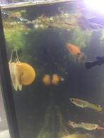 Appelslakken, Kreeft, Krab of Garnaal