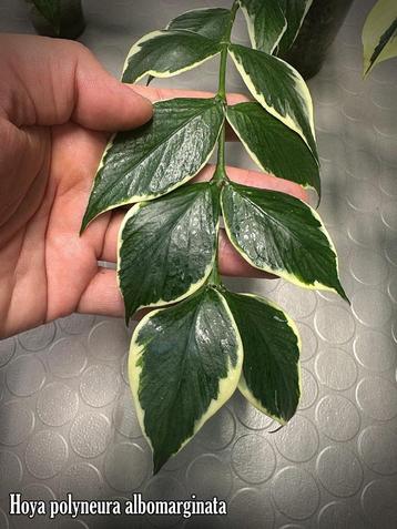 Ongewortelde stek Hoya polyneura albomarginata beschikbaar voor biedingen