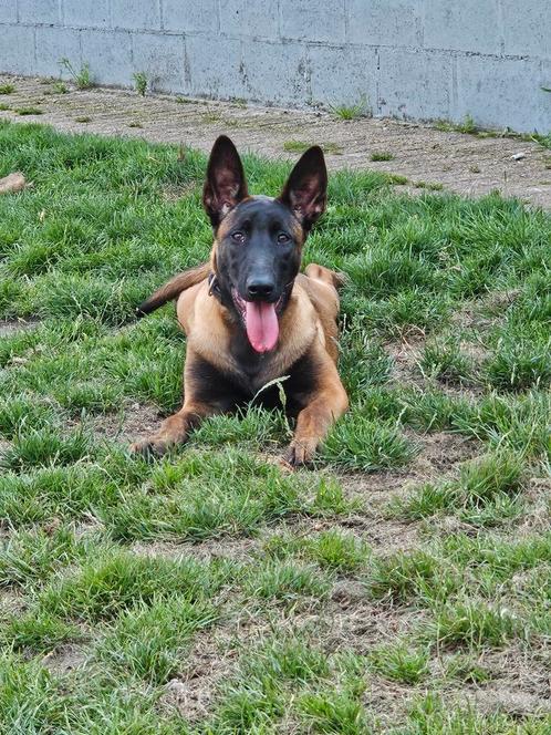Mechelse herders, Dieren en Toebehoren, Honden | Herdershonden en Veedrijvers, Teef, Herder, Particulier, Meerdere, België, 15 weken tot 1 jaar